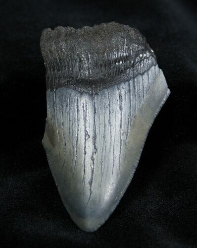 / Inch Partial Megalodon Tooth #1375